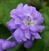 viola-parma-marie-louise
